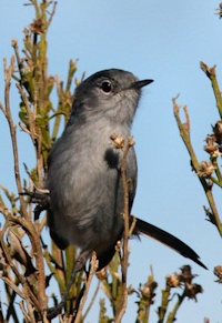 California Gnatcatcher